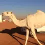 بكره جذعه مزيونه