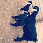 عنز عارضيه طيبه معها ثنين طيبات 