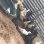 للبيع بط بكيني  وعراقي 