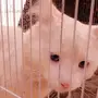 بسه للبيع شيرازي امريكي بتبوك