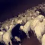 غنم للبيع 