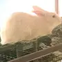 للبيع ارانب 