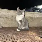 قط مفقود يرجا من يجده اعلامي وجزاكم الله خير