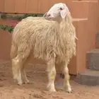 تم البيع   تم البيع