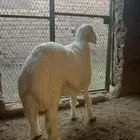 ذبايح وطليان حريه ونجد وتيوس وجفار