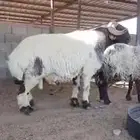 فحل نعيم صنف فاخر