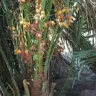 نخيل مثمر للبيع توصيل شامل جميع المناطق. وتمور فاخره جدا