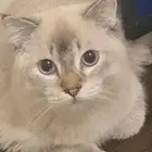قط للبيع برسوم رمزيه