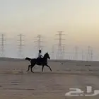 فرس شعبيه شيخه