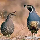 سمان كاليفرونيا(تم البيع )
