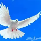 انتهى العرض