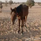 خيل للبيع