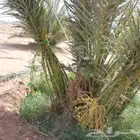 لتوريد النخيل جميع انواعه المقاسات أنحاء المملكة