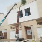 يوجد لدينا جميع انواع النخيل المثمره وجميع المقاسات المختلفة