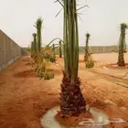 ارياض