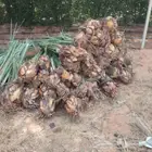 يوجد لدينا جميع انواع النخيل المثمر وزينه توصل جميع منطق الم