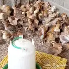 للبيع صوص فرنسي
