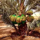 نخل مثمر فاخر للبيع نقايل جثايث فسائل منوعه توريد وزراعه نخي