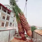 نخل مثمر للبيع صقعي سكري برحي هلالي شيشي ونانه عجوه صفاوي
