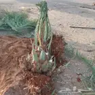 نخيل اللبيع