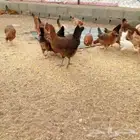 للبيع دجاج فرنسي