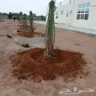 يوجد لدينا انواع النخيل