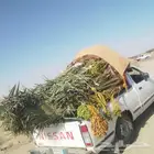 سلام عليكم ورحمت الله يوجد الدنيا جميع أنواع انخيل2055913841