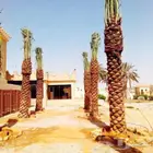 نخل مثمر للبيع نقايل جثايث توصيل وزراعه اخلاص سكري وغيره صقع