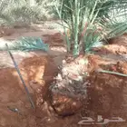 نخيل اللبيع
