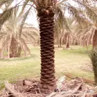 قسم خاص لتكريب النخل العربي