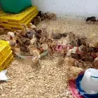 صوص فرنسي