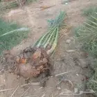 توريد نخيل جميع منطق الملكه