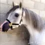 فحل مربط ابن العالمي سبع الصحرى معسوف