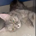 قطوه اليفه مجانيه سوداء مجانيه 0 ريال