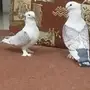 جوز حب الرمان للبيع 