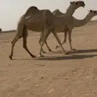 للبيع البكره