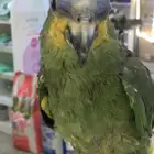 للبيع ببغاء امزون اورنج ونج