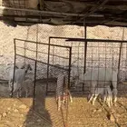 ماشالله تبارك الله معزا العدد 10 يتبعها 6 منها 2 يتبعها4