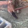 دجاجه باكستانية وعليه فرخ