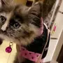 قطه شيرازي 