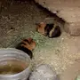 دجاجه ووبران للبيع