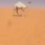 مفروده كفو الكفو منوه القناي