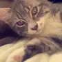 قطط تبني في الطائف