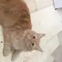 قط للتبني