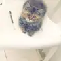 قطه شرازيه 