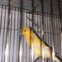 جوز كناري 