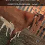 تيس فحل هجين حار في القريع