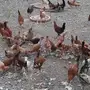دجاج بلدي 