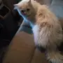 قط شيرازي للبيع 