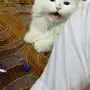 بسه لتبني